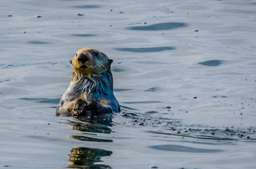 Solitary sea otter pocking his head out of the cold Alaskan Inside Passage waters