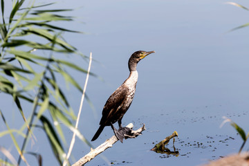 Great Cormorant (Phalacrocorax carbo)