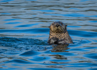 Solitary sea otter pocking his head out of the cold Alaskan Inside Passage waters