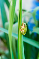 Australian Green or European green Tree Frog on a leaf or on a grass stalk    (Hyla arborea formerly Rana arborea) lurking for prey in natural environment. Selective focus