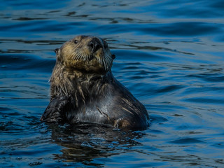 Solitary sea otter pocking his head out of the cold Alaskan Inside Passage waters