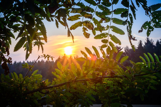 Sonne scheint durch die Bl&auml;tter
