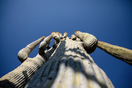 Cactus