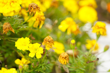 Photo of a Wilted Flower in the autumn city park with nobody