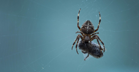 Spider eating its prey on a spider's web