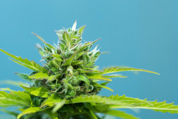 Cannabis, marijuana full grown top closeup, ready to harvest