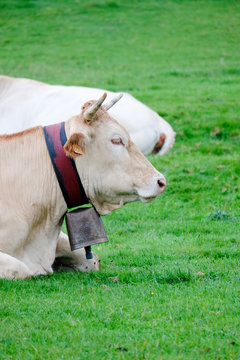 Vaches en estives