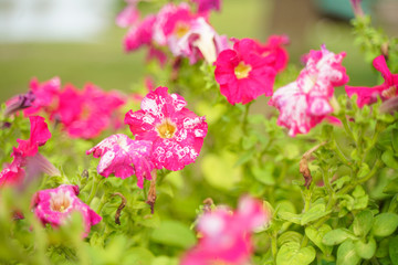 Photo of a Wilted Flower in the autumn city park with nobody