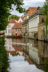 Fototapeta na wymiar Two white swans swim along a canal in Bruges Belgium
