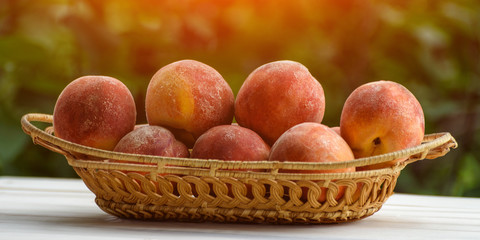 Ripe peaches in a wicker basket, green garden on the background. Fruit season