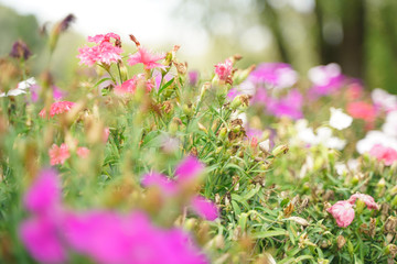 Obraz premium Photo of a Wilted Flower in the autumn city park with nobody