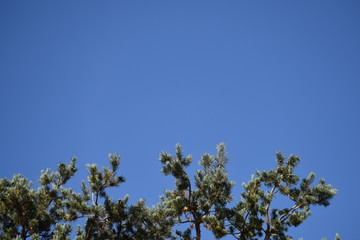 Obraz na płótnie Canvas tree and blue sky