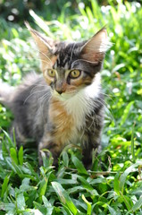 Domestic pedigree Maine Coon cat.