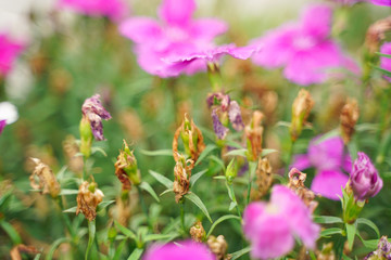 Photo of a Wilted Flower in the autumn city park with nobody