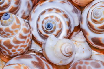 Seashells close up. Abstract background of seashells.