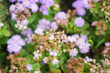 Photo of a Wilted Flower in the autumn city park with nobody