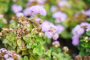 Photo of a Wilted Flower in the autumn city park with nobody