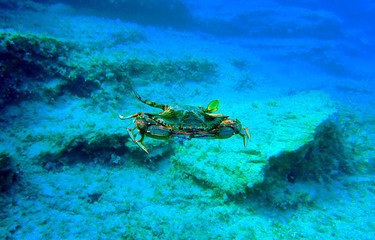 Fototapeta na wymiar The blue crab - (Callinectes sapidus)