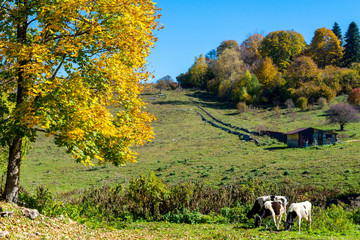 Spotted cow grazing on beautiful green meadow against a blue sky