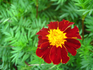 red flower in garden