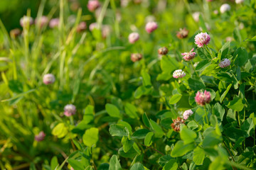 Clover Flowers in the field background. Blooming medicinal wild herb. Group of clover inflorescence in the meadow.
