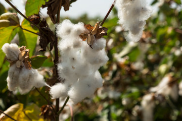 Plentiful cotton crop
