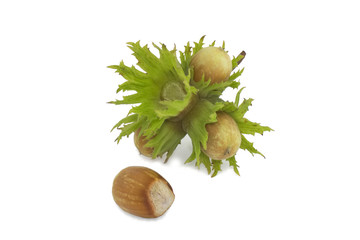 Bunch of hazelnuts on the white background - 291056132