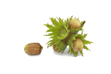 Bunch of hazelnuts on the white background - 291056317