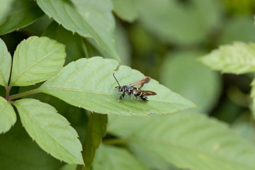 ヒメアトスカシバ