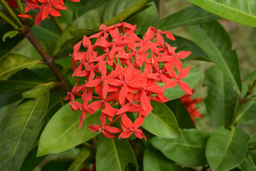 red flower in the garden