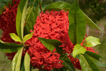 red flowers in the garden