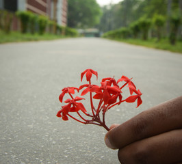red flower or heart on hand