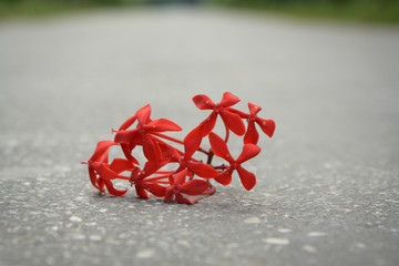 red ribbon flower on street background