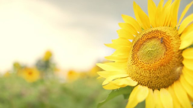 Sunflower with a bee on it in a sunflower patch at sunset or sunrise. Agriculture and cultivation in spring or summer. Sun.