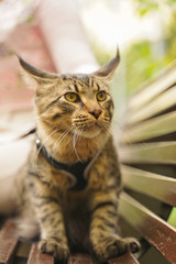 owner took for a walk her cat grey Maine Coon on a leash with a harness. they sit on a bench on the street during the first walk of the cat.