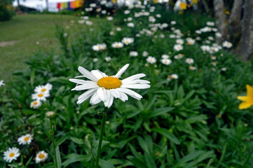 Daisy flowers season in the garden