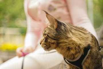 owner took for a walk her cat grey Maine Coon on a leash with a harness. they sit on a bench on the street during the first walk of the cat.