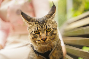 owner took for a walk her cat grey Maine Coon on a leash with a harness. they sit on a bench on the street during the first walk of the cat.