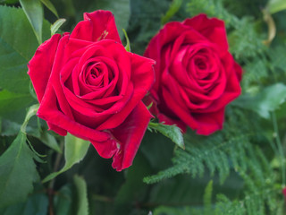 Royal Rose, exhibition, Poland