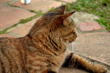 Brown cat resting on the ground