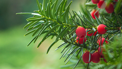 Yew, ripe red berries on a branch, green background.