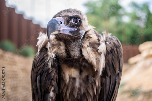 Oiseaux 7 Photo Libre De Droits Sur La Banque Dimages
