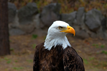 Águila Calva