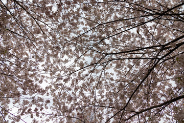 Cherry blossoms on grey sky