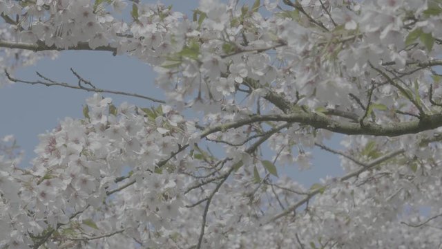 Cherry tree branches with white blossoms in spring season.