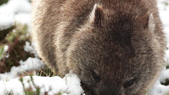 Common wombat eating grass  in winter snow.