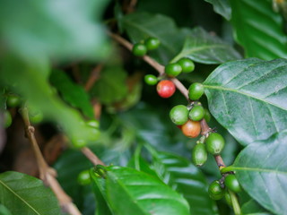 Wild organic coffee beans on its tree