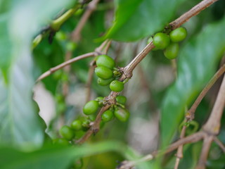 Wild young coffee beans on its tree
