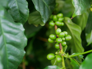 Wild young coffee beans on its tree