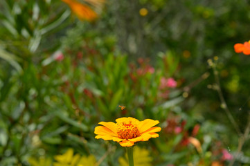 Little insect found the perfect flower